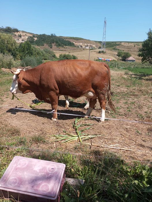 Juninci la prima fatare bine intretinute, blande, cu sau fara vitei