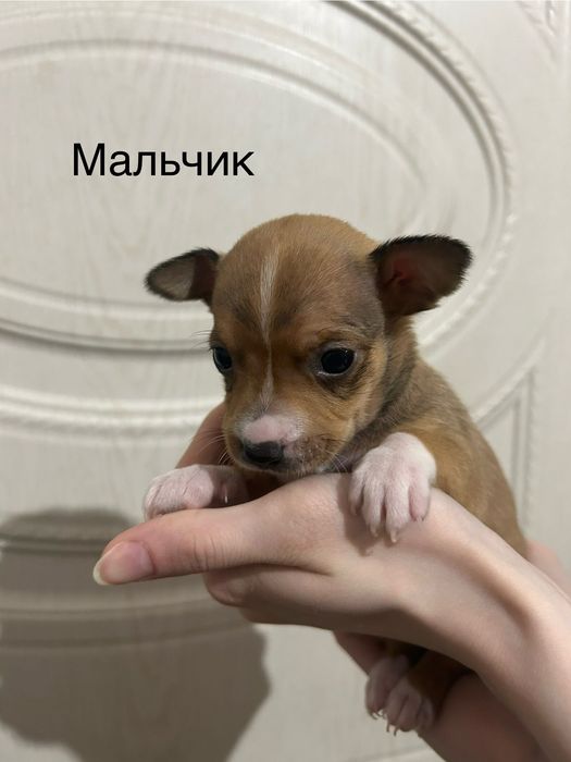 Щенки той терьер