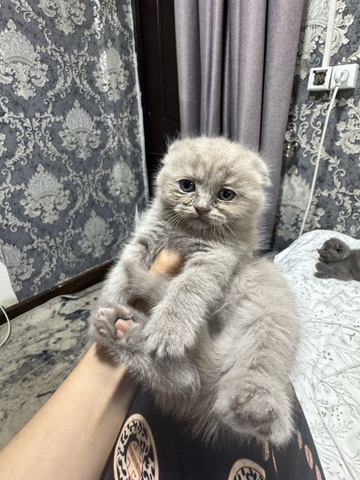 Котятя Скоттиш и Скоттиш Страйт