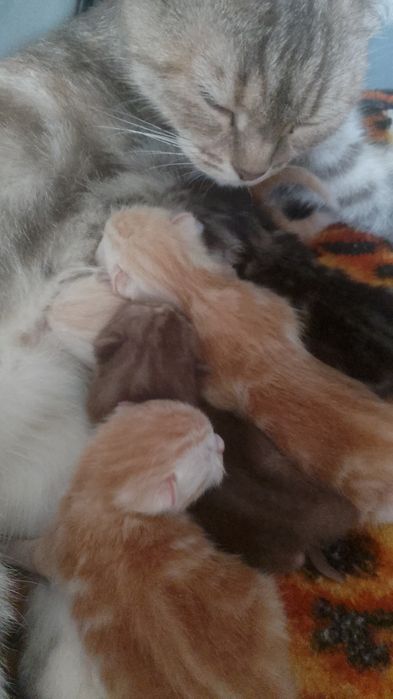 Продам котят 25000