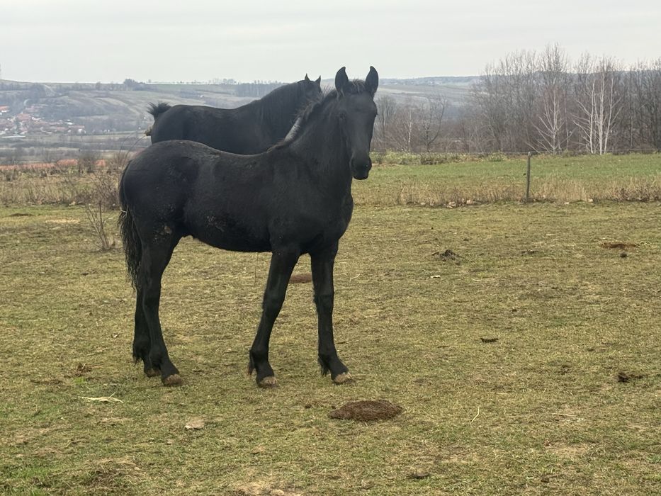 Vand un manz Friesian / Friz
