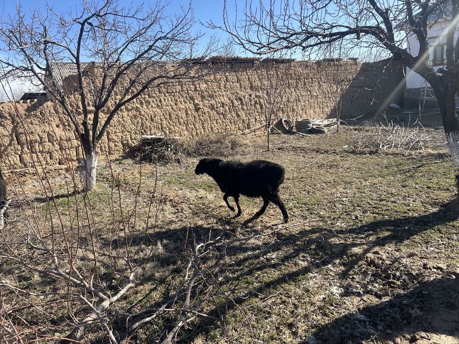 2 Кошкар жане токты