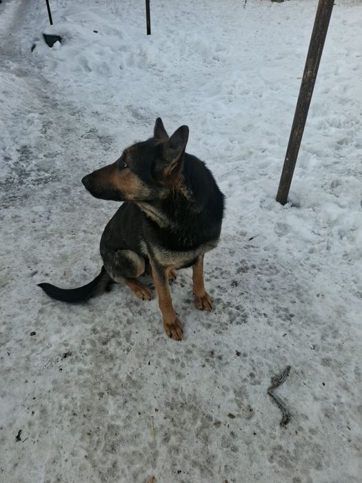 Срочно  добрым ответственным людям!