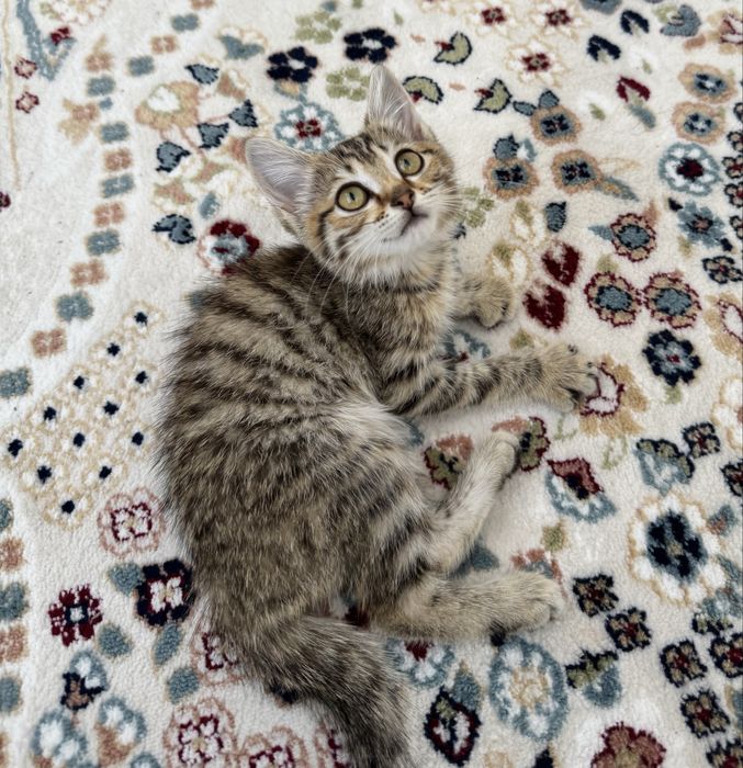 Котенок в добрые руки