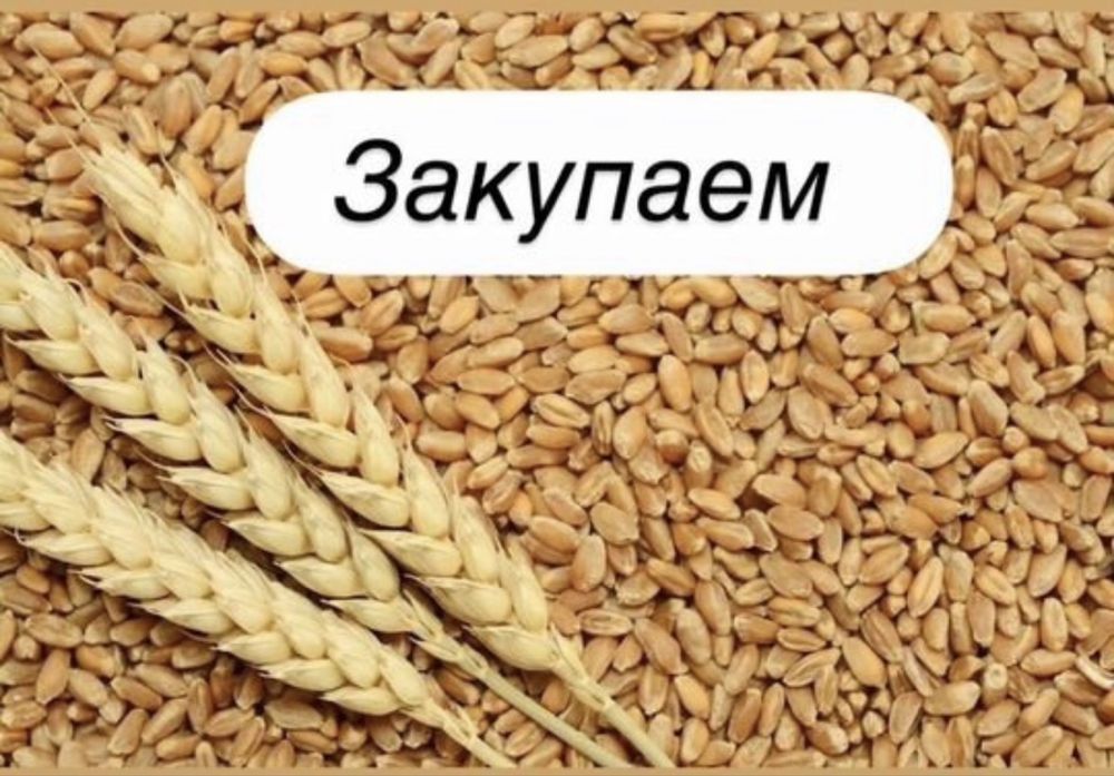Пшеница Ячмень Рапс Лен Подсолнечник