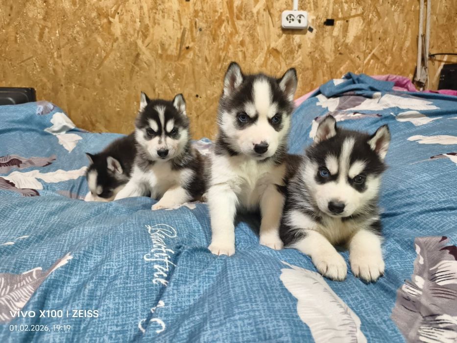 Шикарные щенки сибирской хаски.