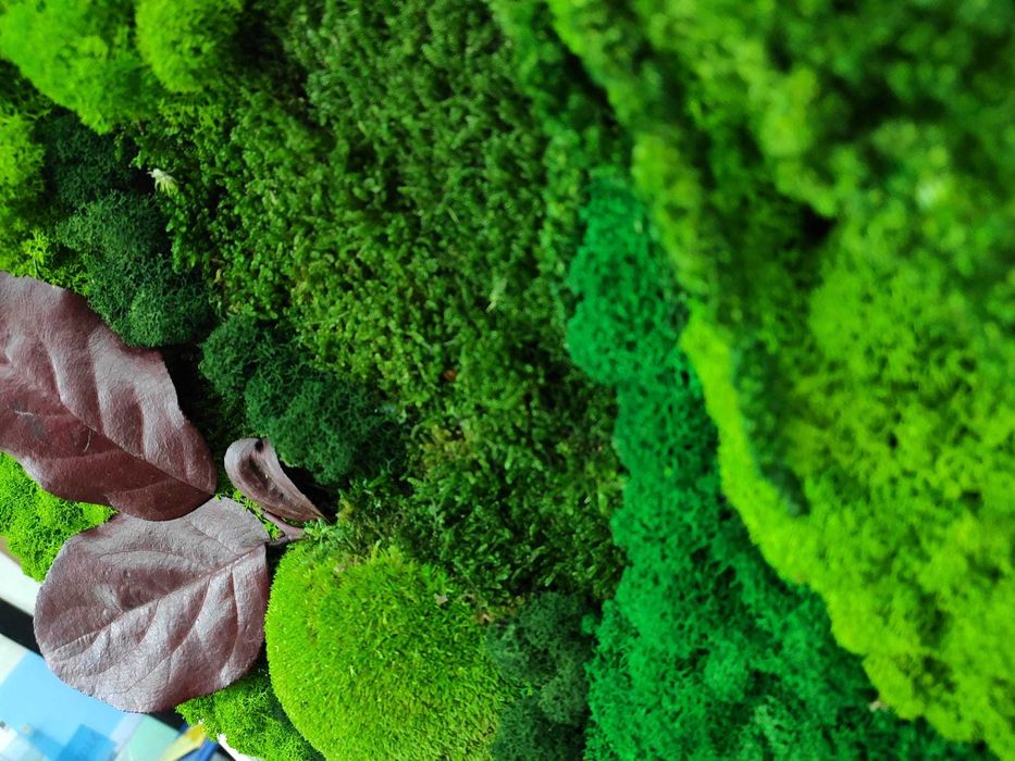 Plante stabilizate decorative. Amaranthus, Eucalipt, Feriga