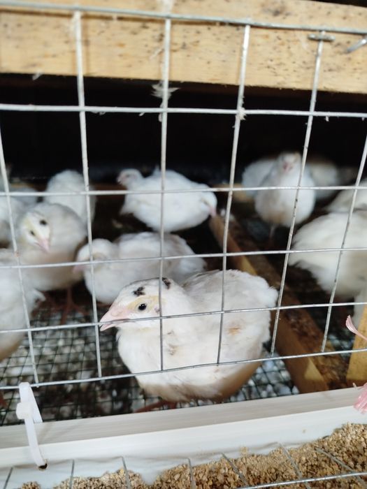 Бедана  белый гигант