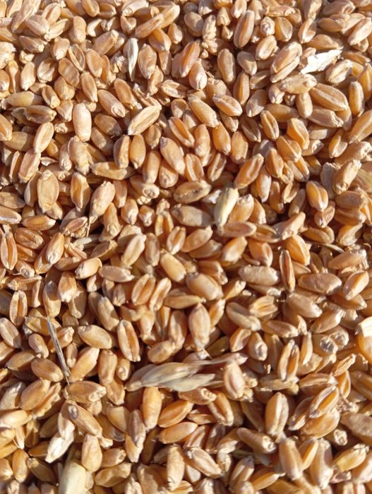 Пшеница (бидай) чистая, сухая в с.Бозайгыр