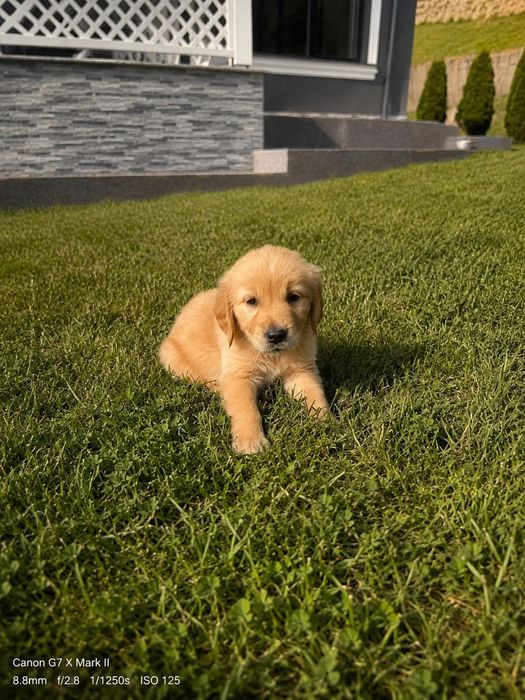 Golden Retriever Rasa Pura