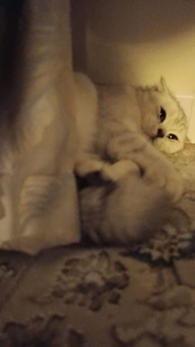 Продаётся кошка шотландская.