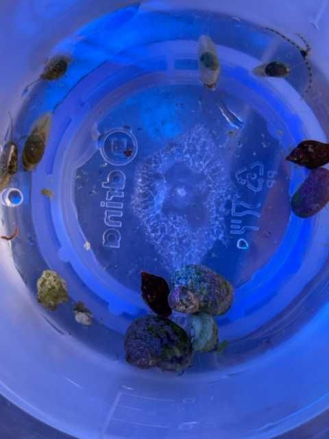 Melci alge /clean up crew acvariu marin