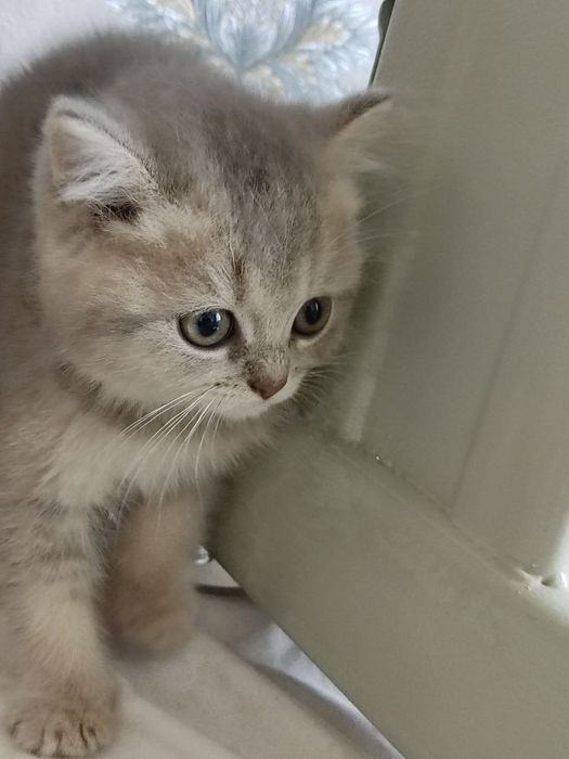 Продам  Пепельной шеншила