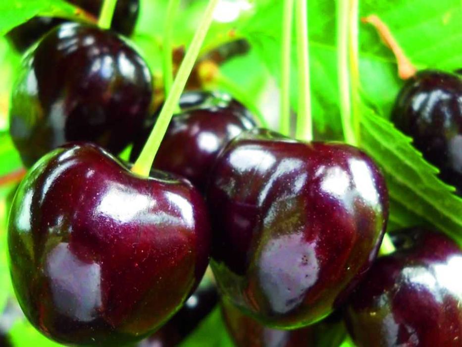 Livezi subventionate de stat.Va ajutam cu infiintarea lor.Nuci/Aluni