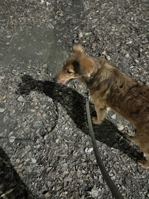 Пропала собака по кличке Рокси