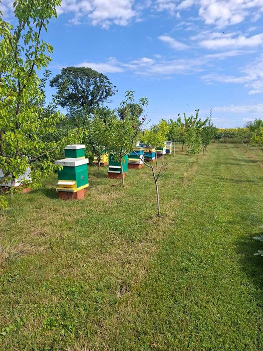 Miere De Floarea Soarelui