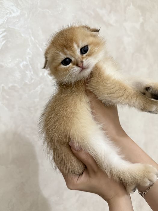 продаются котята шиншилы