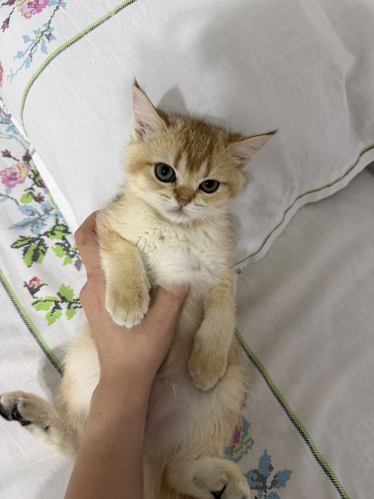 Золотые шиншиллы