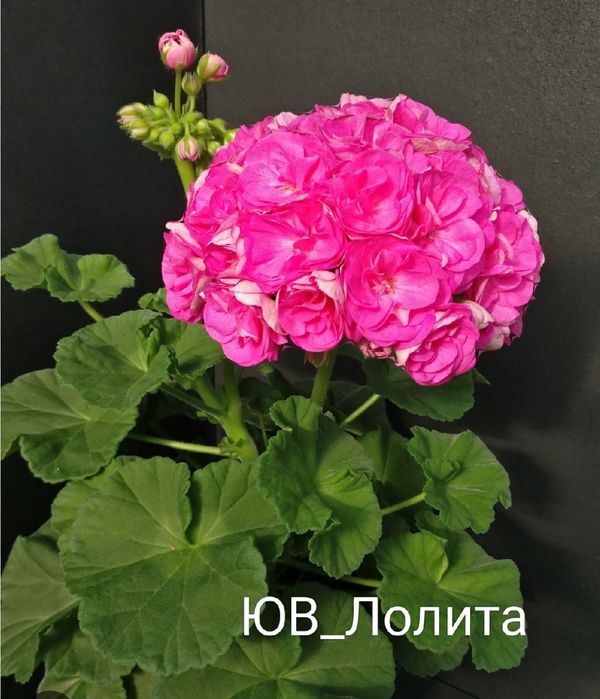 Пеларгонии сортовые