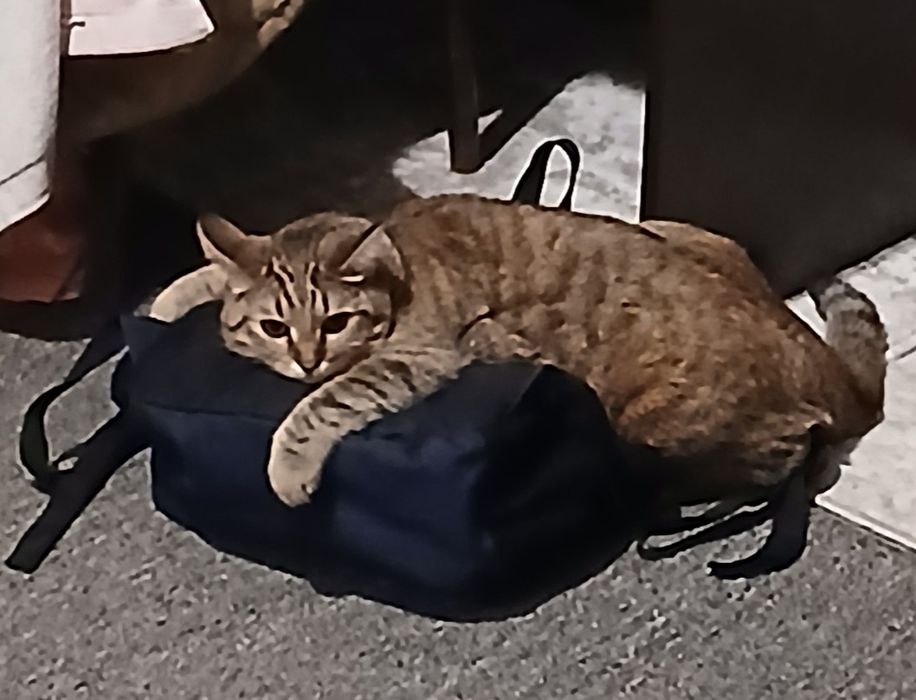 Кошка бесплатно.