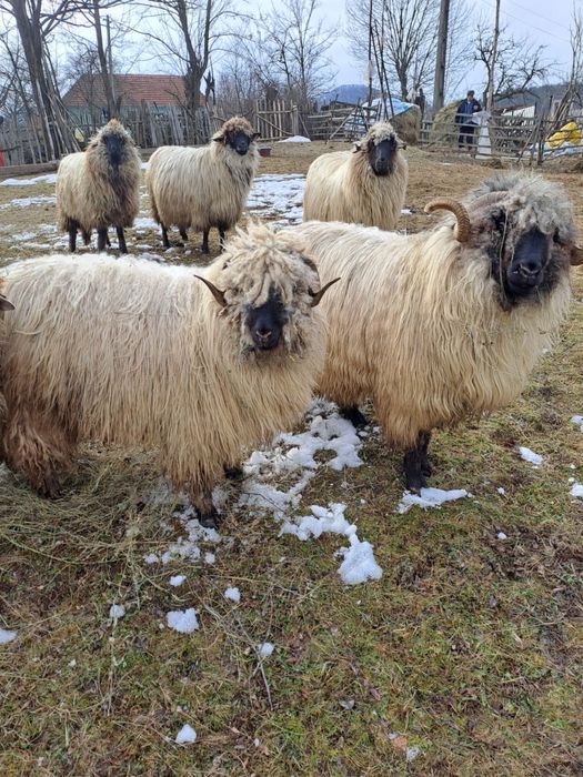 Berbec si noatim disponibil