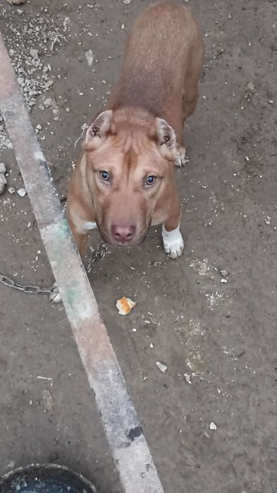 Продается собака