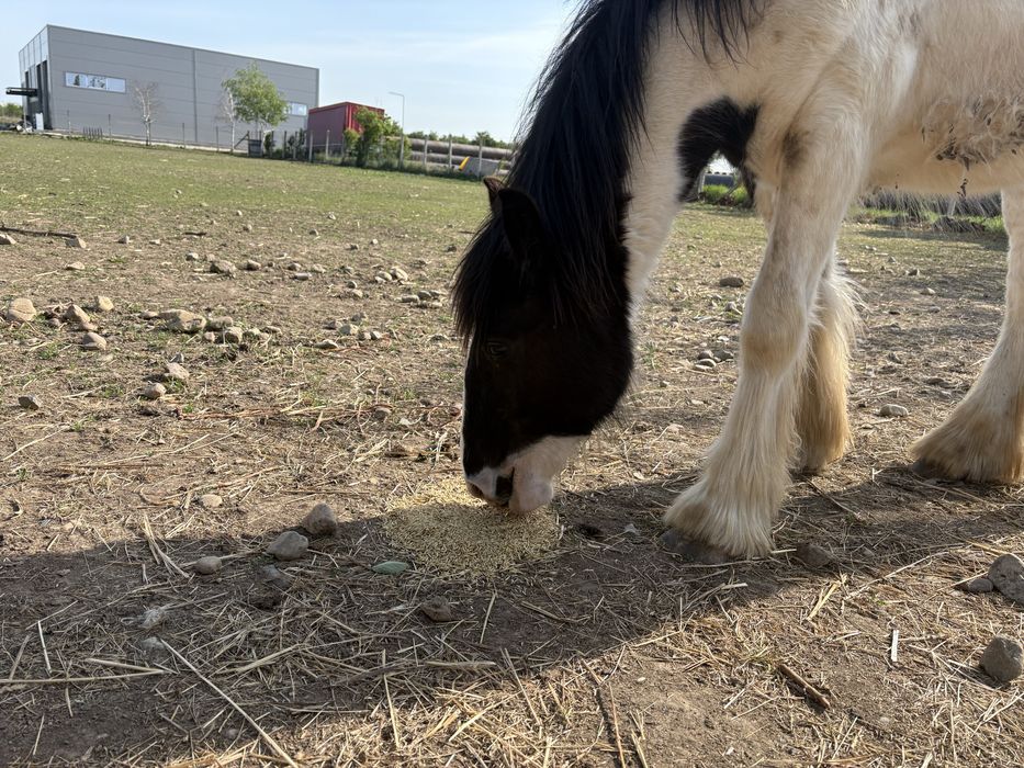 Vand manz Irish Cob(gipsy vanner)