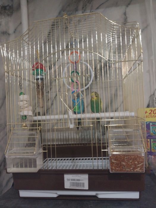 Продам пара попугаев