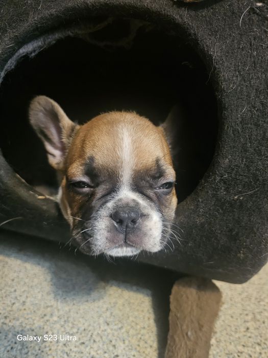 Французик карапузик