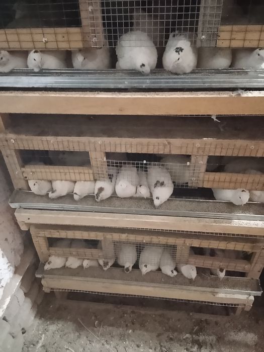 Bedana sotiladi tuhum tugyapdi