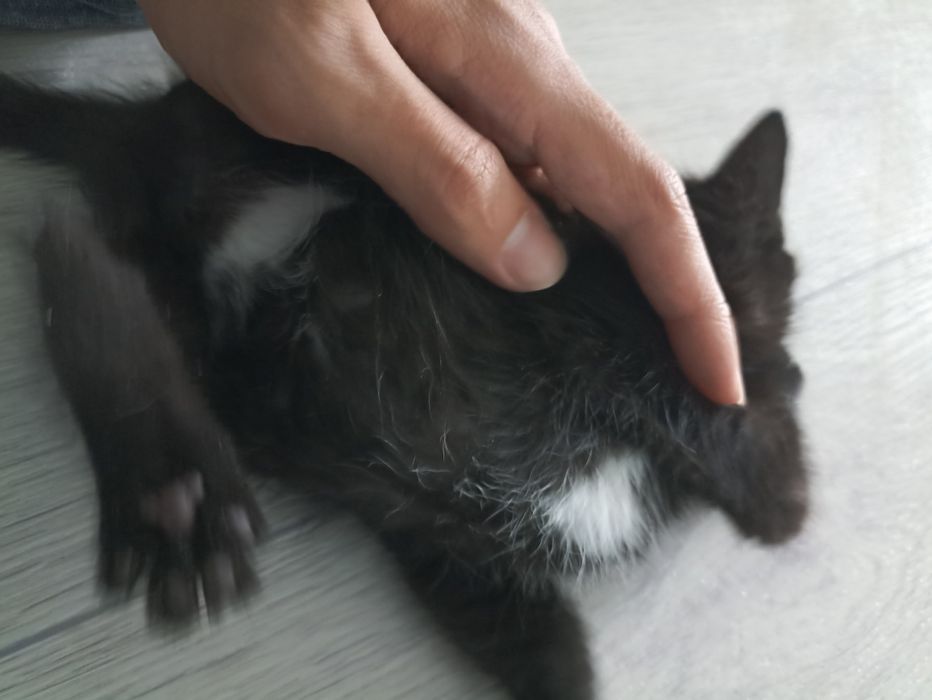 Котенок 2 месяца