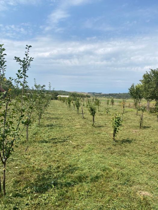 Servicii de defrișat, curățat, cosit, tuns și nu numai