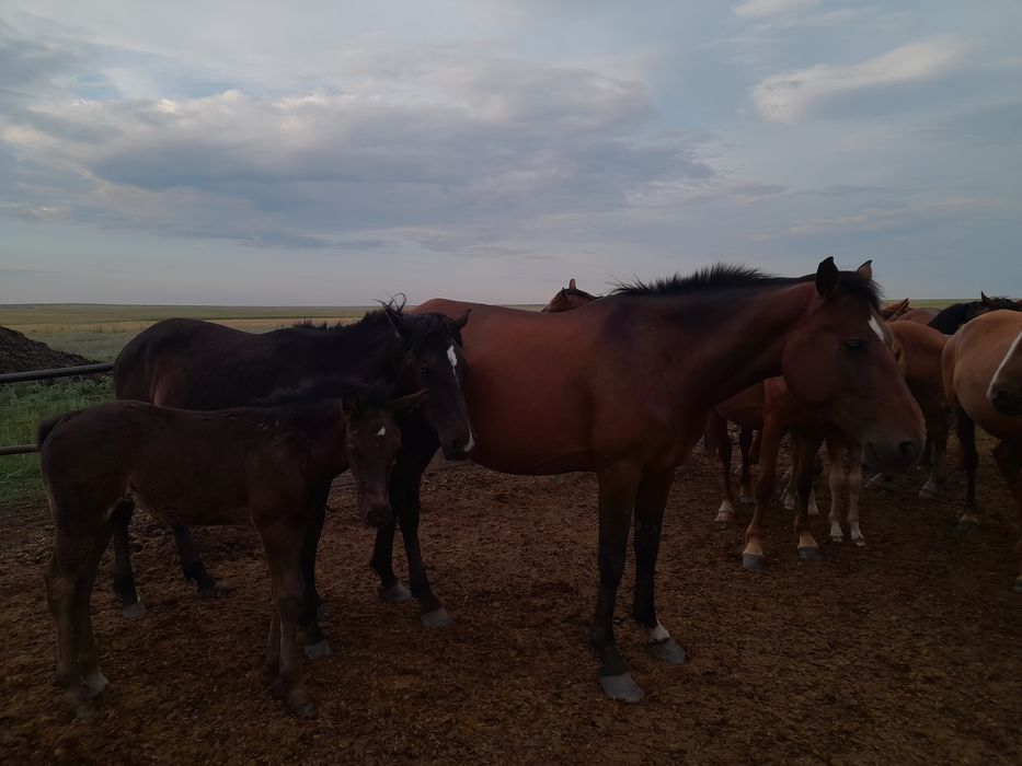 ПРодам лошадей  три головы