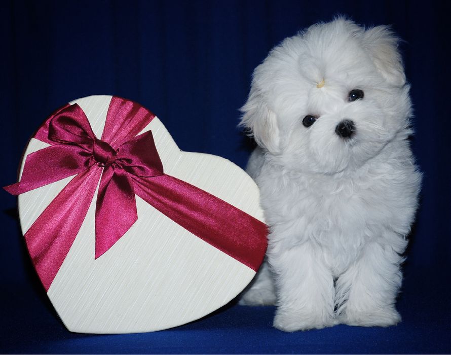 Мальтезе мальтийская болонка