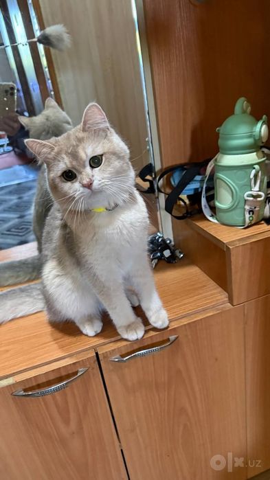 Вязка Шикарные чистокровные коты