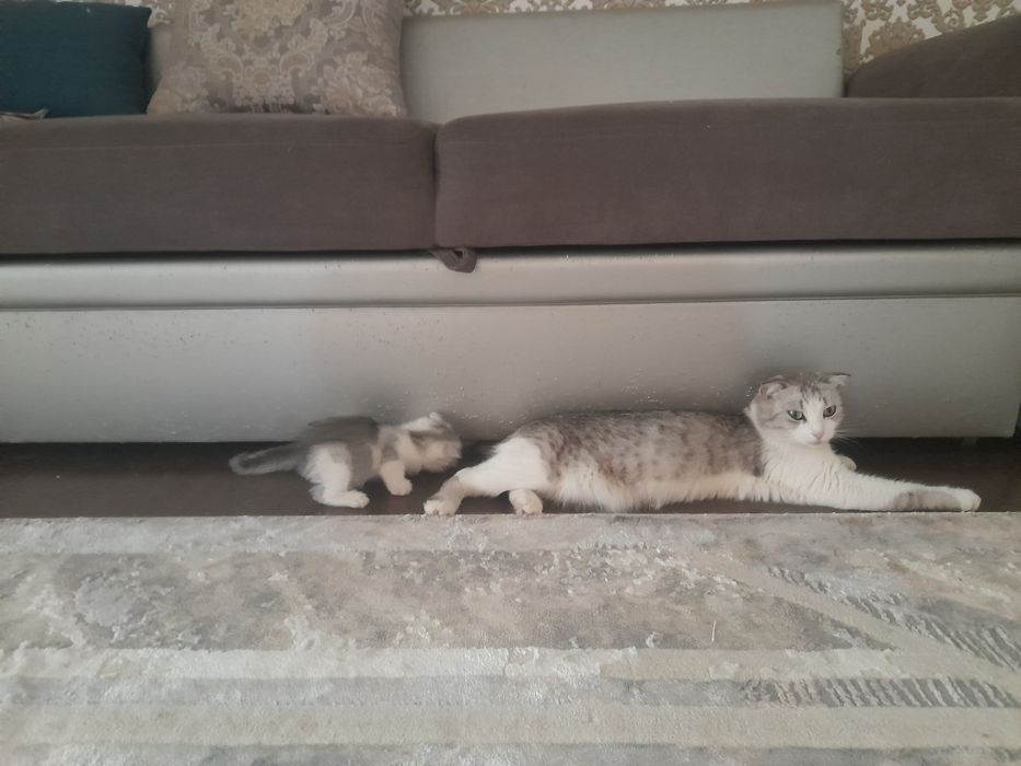 Котята бесплатно
