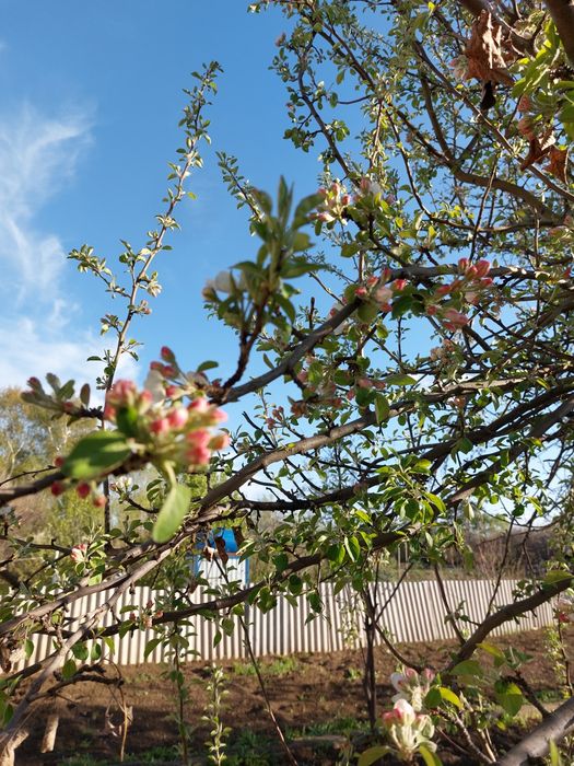 Продаём дачу в Акжар-2