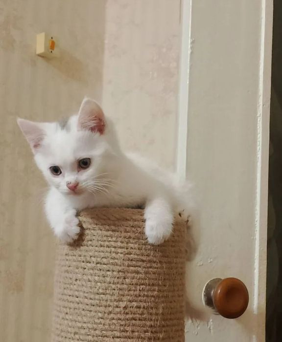 Белоснежные пушистые котята
