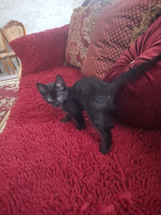 Отдам котят мальчик и девочка