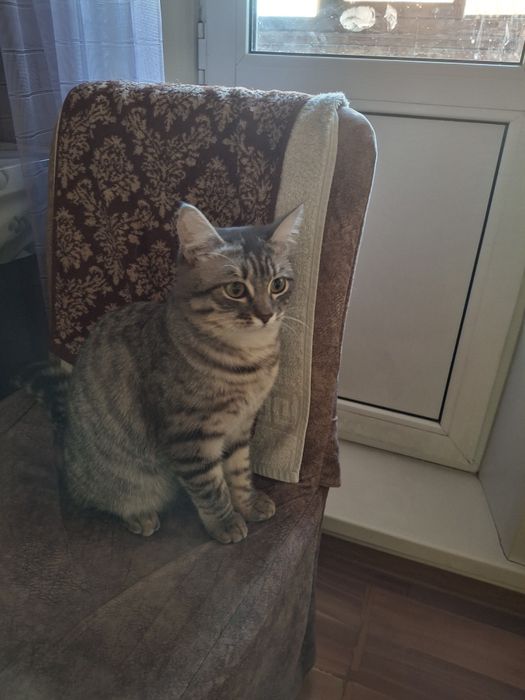 Котик 6 месяцев отдам в добрые руки