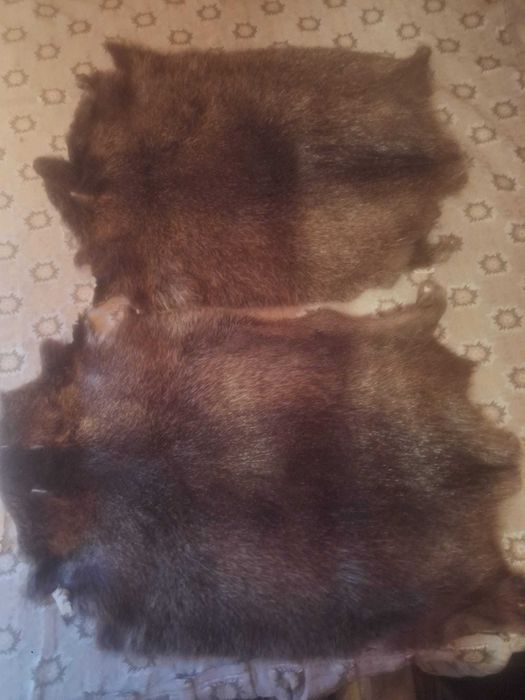 Blanita de nutrie argasita