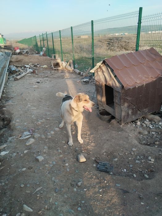 Алабай сатамын сабакка