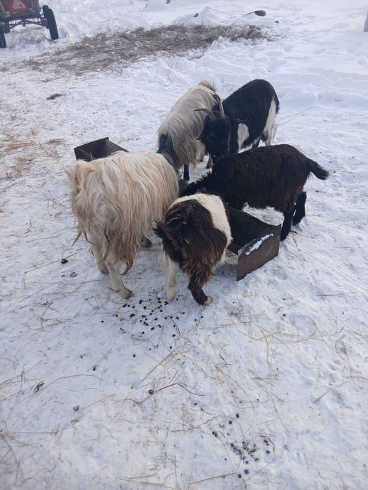 De Vânzare 6 capre și on ied 5 sunt gestante și una are ied