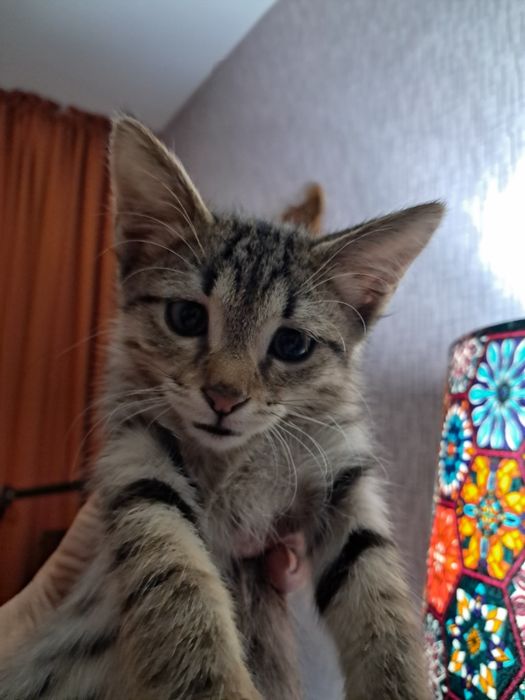 Котёнок в хорошие руки