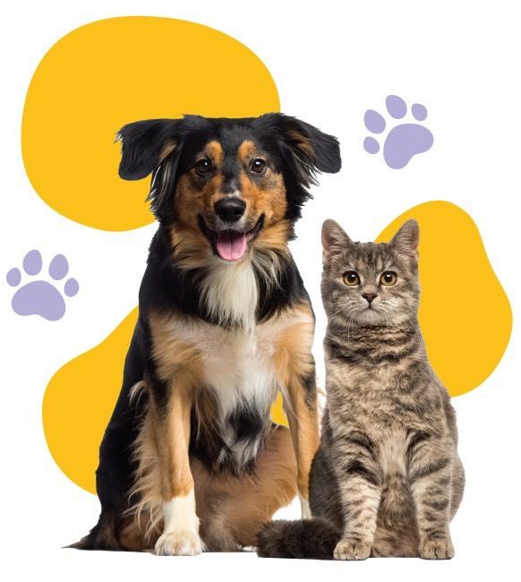 Cazare câini, pisici si alte animale de companie