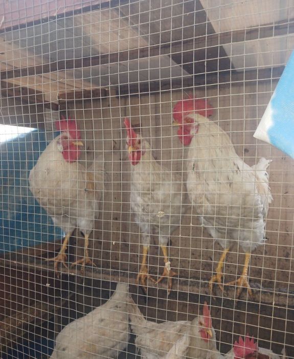 Xoʻroz va tovuq sotiladi