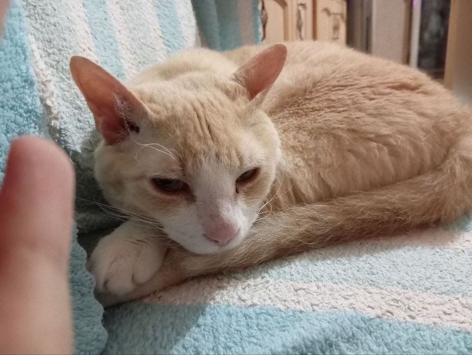 Отдам в хорошие руки