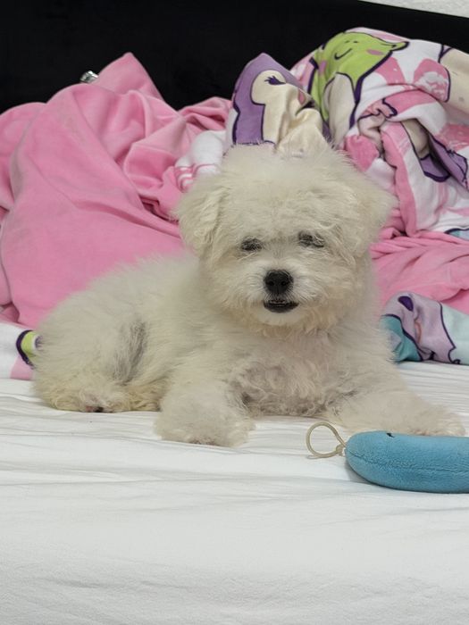 Bichon Frise de vânzare
