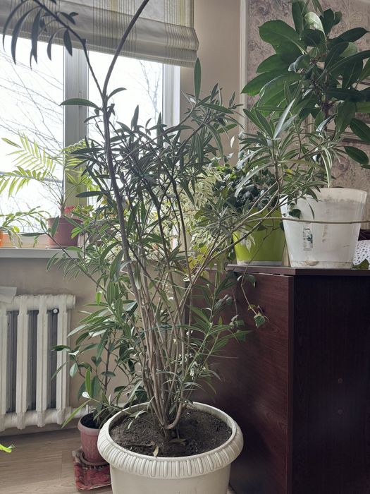 Растения для офиса и дома