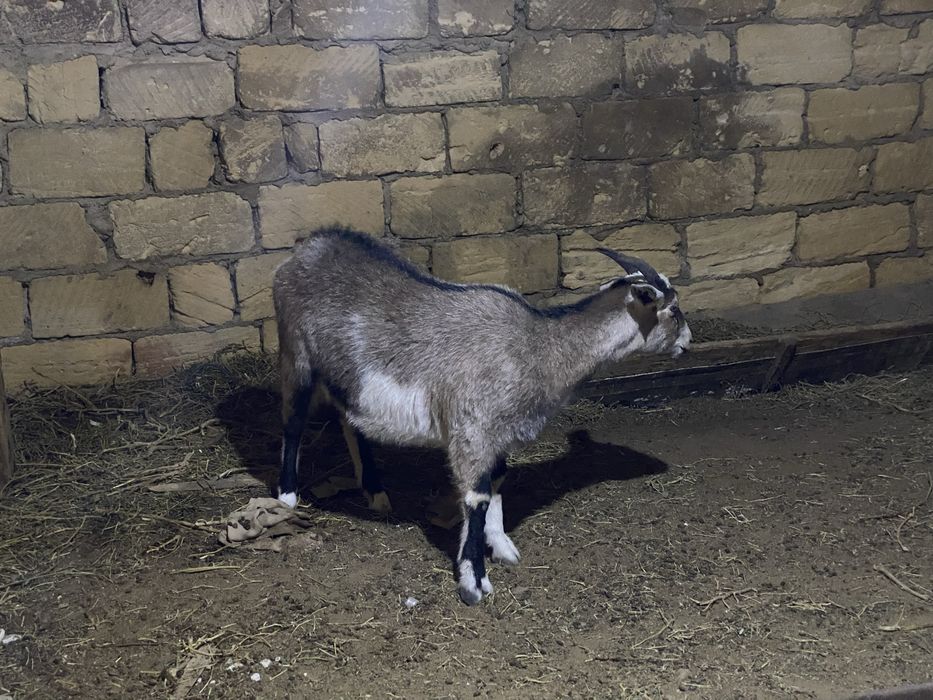 Занен ешкілер сатылады.